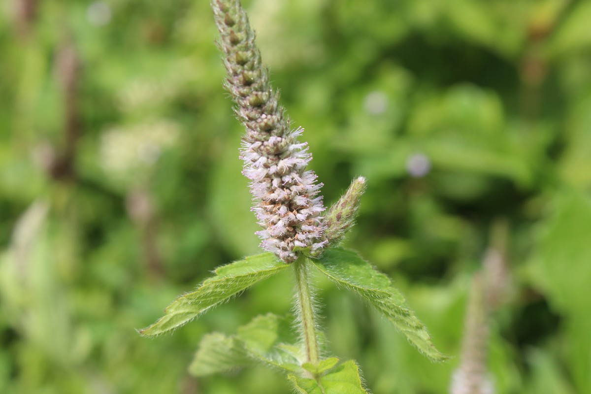 Pogostemon auricularius (L.) Hassk.